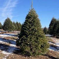 cyo-christmas-trees